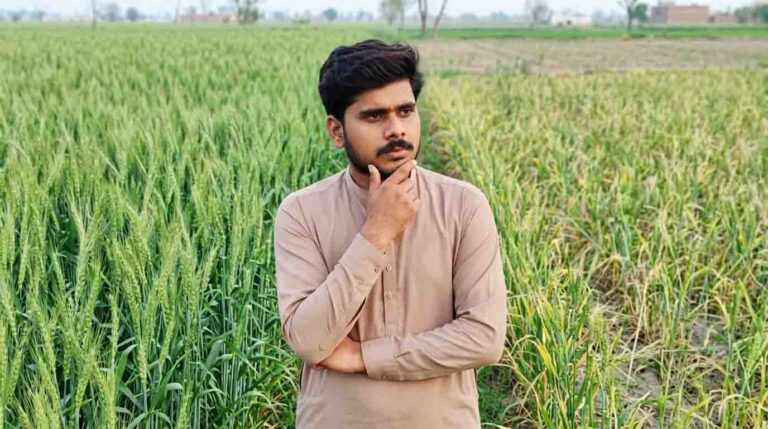 Aerial View Healthy vs Low Yield Wheat Field Pakistan