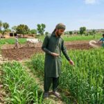 Beginner farmer managing crops water and fertilizer in Pakistan field