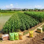 Best Fertilizer Combinations for Major Crops in Pakistan