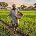 Pakistani farmer applying DAP fertilizer in wheat field during sowing stage