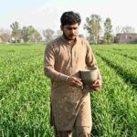 Rabi Crop Fertilizer Plan Simple Guide for Better Yield and Strong Crop