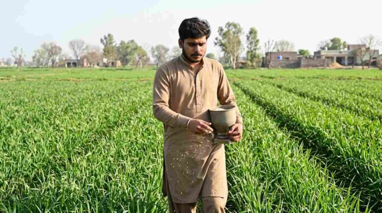 Rabi Crop Fertilizer Plan Simple Guide for Better Yield and Strong Crop