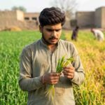 Fertilizer Burn in Wheat – Causes and Prevention Pakistan
