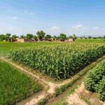 Kharif Crop Fertilizer Guide – Complete Fertilizer Schedule for Pakistani Farmers