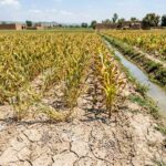 Over Fertilization ke Nuksan