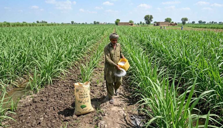 Sugarcane Fertilizer Guide in Pakistan Complete Plan for Maximum Yield