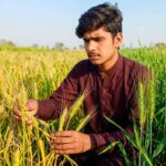 Wheat Crop Turning Yellow in Pakistan – Causes and Solutions