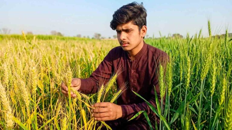 Wheat Crop Turning Yellow in Pakistan – Causes and Solutions